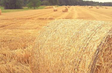 Villa Waldallee - Ferienwohnung (holidayhome) 84qm - Foto 42