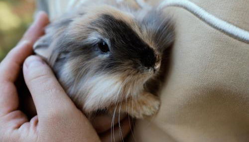 Ferienhof am Ipf - Foto 5