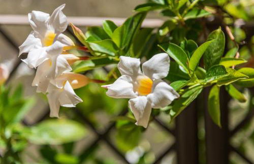 La mia deliziosa Casetta di giù - Foto 54