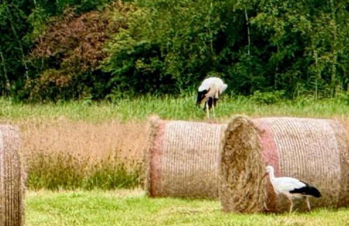 NEU! Ferienwohnung Weitblick Jever - Foto 9