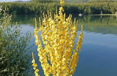 The Lady of the Lake - Photo 22