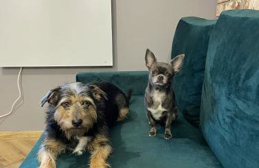 Apartament Rose Valley Dwa Zero - Foto 1