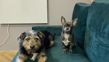 Apartament Rose Valley Dwa Zero - Foto 1