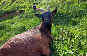 Ferienwohnung Zur Hofreite Fewo 5 - Foto 27