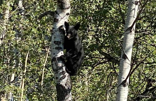Glacier Summit-Spacious Modern Villa Near Glacier Park Part of Glacier Ridge Vacation Rental Collection - Foto 9