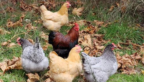 TideAway Farm on Private Island! Escape & Indulge Mother Nature! - Foto 2