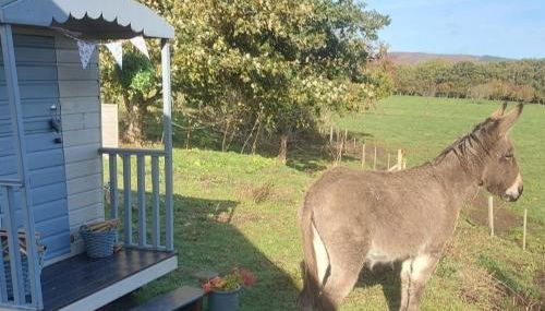 Delightful cosy shepherd's hut at Victorian Station - Foto 5