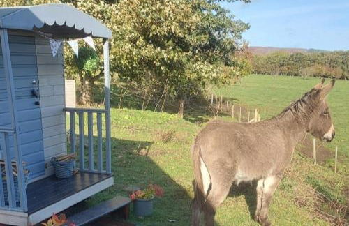 Delightful cosy shepherd's hut at Victorian Station - Foto 5