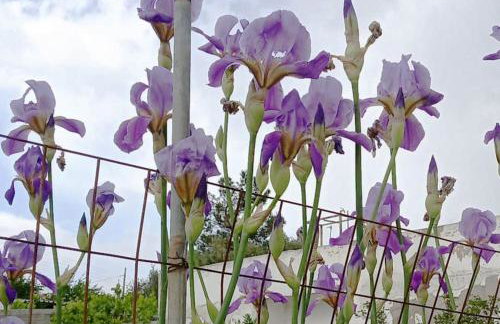 Traditional Creta stone house in serenity village - Foto 78