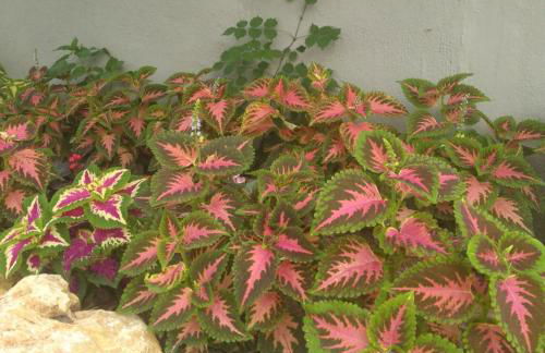 Sunray Separate Villa - Photo 30