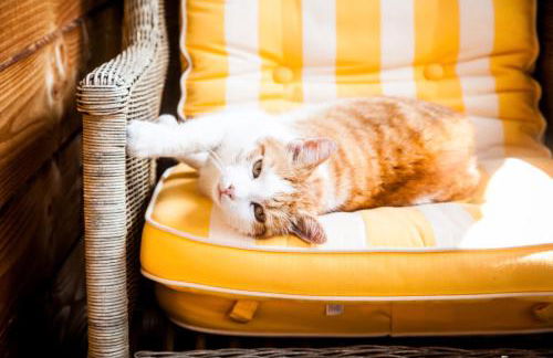 Ferienwohnung am Hirschenmoor - Foto 38