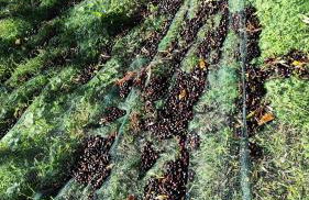 Corte degli Ulivi - Foto 10