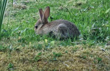 Forest Valley Holiday Home - Foto 37