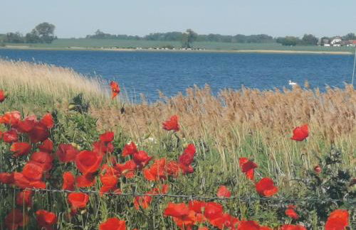 Gemütliche Ferienwohnung unterm Reetdach - Foto 2