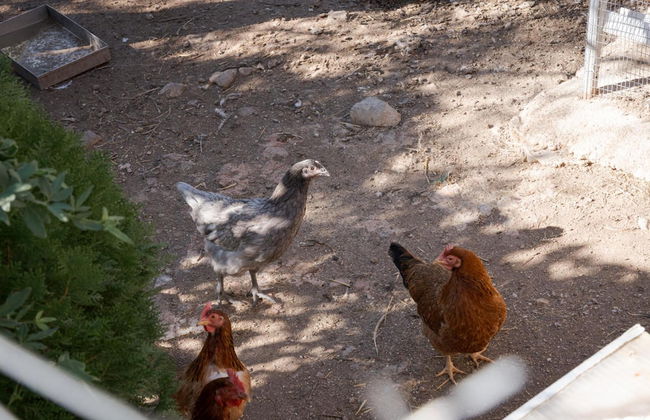 Zefis Villa Aegina - Photo 74