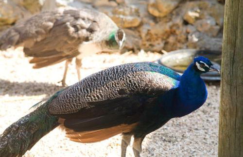 AGRITURISMO SCALELLE - Foto 144