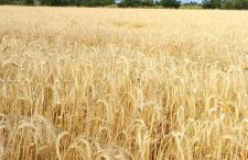 Casa da Bica - Foto 21