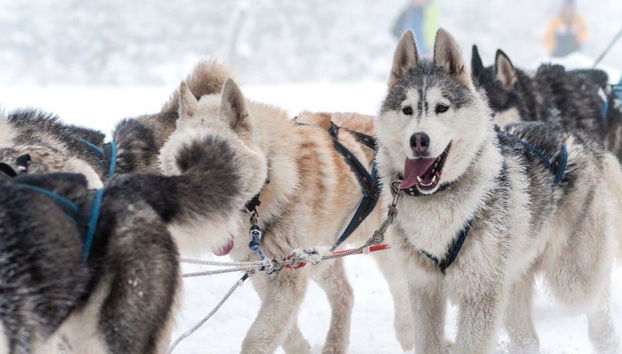 Levi's Ultimate 15km Husky Self-Driving Journey - Foto 3