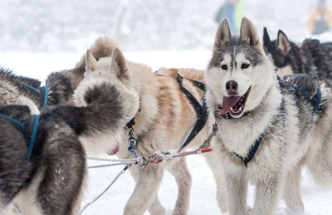 Levi's Ultimate 15km Husky Self-Driving Journey - Foto 3