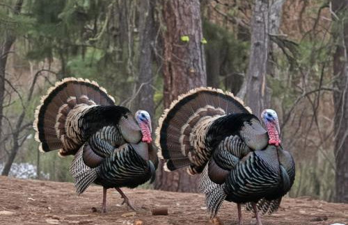 Peaceful Boise Retreat 3BR with Cozy Deck - Foto 38