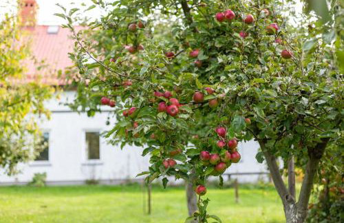 Dylewianka - Foto 25