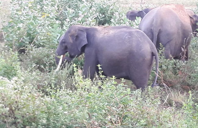 Nature Park Udawalawe - Foto 34