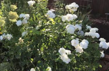 Red Rock Escape - Cozy King Bed Studio & Gardens, Trails, Views, Red Rock Pass - Foto 49