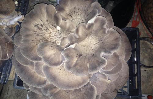 Agriturismo Il Paradiso - Foto 60