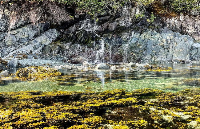 Tour en kayak por Telegraph Cove - Foto 5