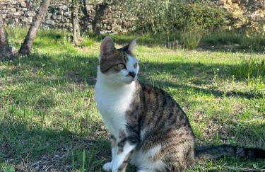 Agriturismo IL VIAIO - Foto 25