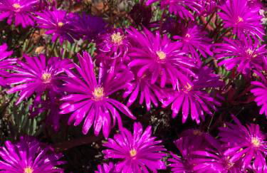 A Murella - maison de vacances à Oletta en Corse - Foto 20