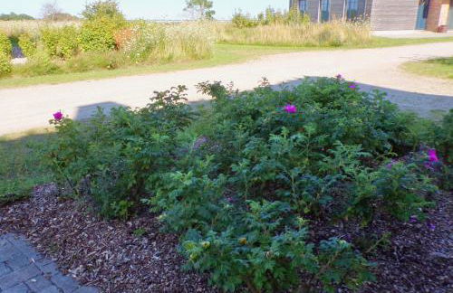 Reetdorf Geltinger Birk Malerhaus Wollgras - Foto 25