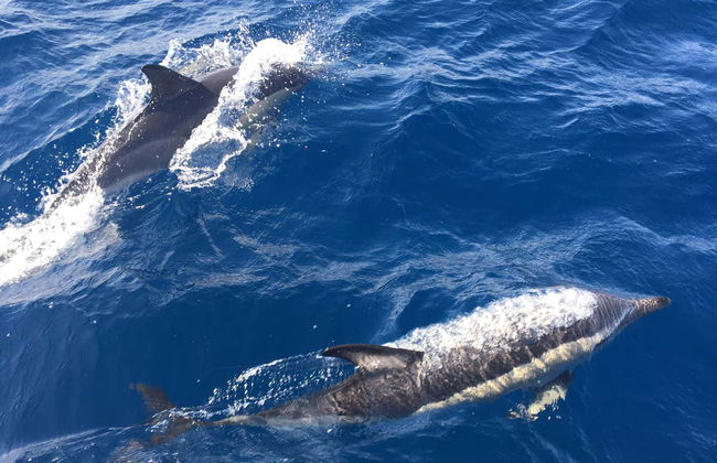 Paseo en barco con avistamiento de cetáceos desde Corralejo - Foto 6