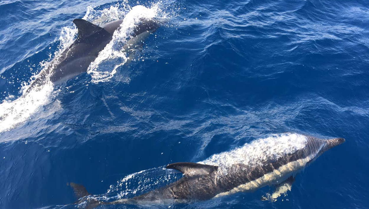 Des dauphins dans l'eau