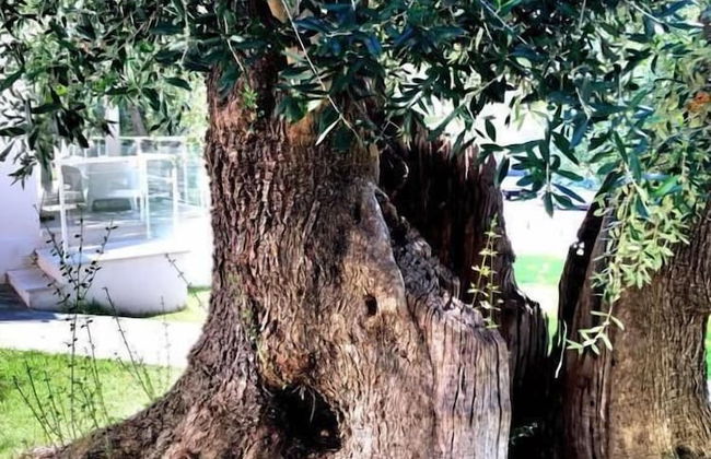 Agriturismo Giorgio - Foto 54