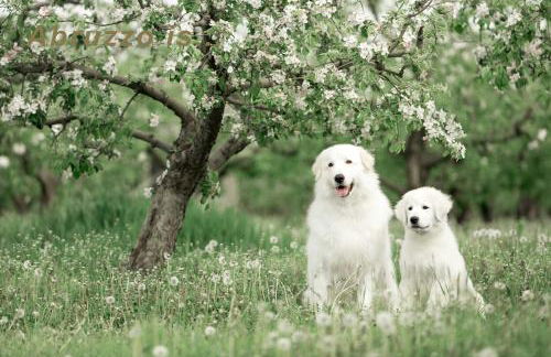 Characteristic restored farmhouse with 360 degree views - Photo 65