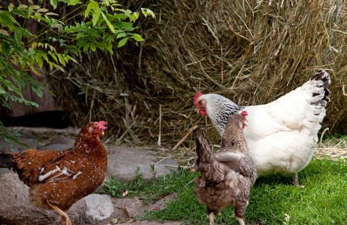 Apartments Ansitz Wildberg - Photo 8