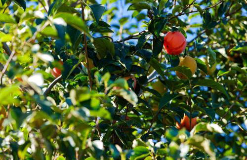 Refúgios do Rio Dão - Foto 57