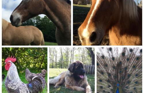 Couanac gîte familial à la campagne avec piscine - Foto 7