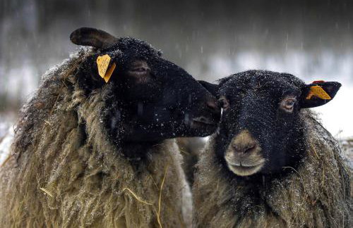 Siedlisko MiłoBrzózka - Photo 47