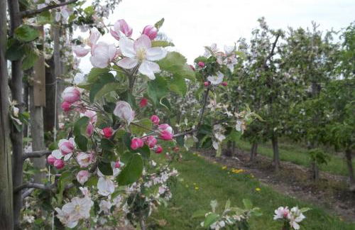 Ferienwohnung Batram - Photo 9