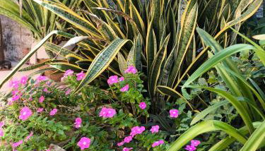 Casa Mari Suites - Foto 4, Garden