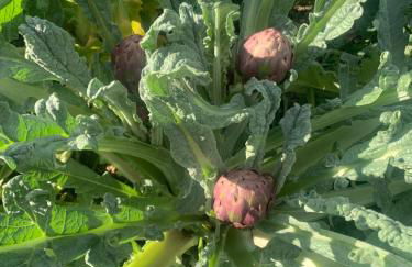 Mas Catalan - Foto 37