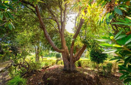 Casa da Tia Clementina - Foto 18