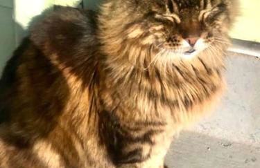 Guest Suite in Porthleven With Private Garden - Foto 12