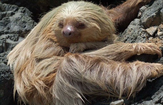 Excursión al Parque Nacional Manuel Antonio - Foto 5