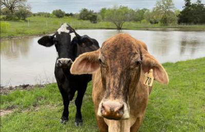 Relaxing Ranch Friendly Animals Modern Stay Cabin 1 - Foto 18