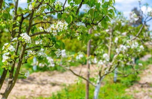 Chitaka's Organic Farmhouse in Ribatejo - Foto 18