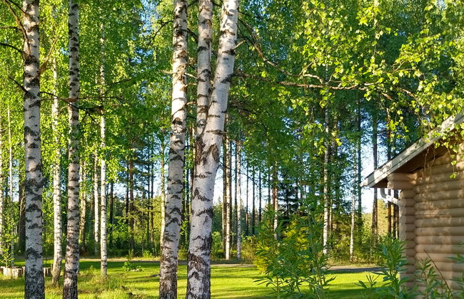 Kesäniitty - Foto 19