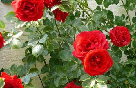 2 Bett Ferienwohnung Rose - Foto 10